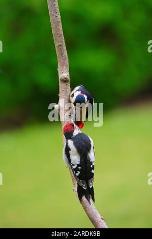 Mutter und ihr Küken füttern. Spechte in Surrey, Großbritannien Stockfoto