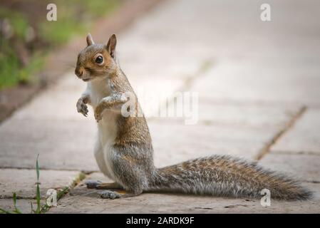 Grauhörnchen (Sciurus carolinensis), auch Ostgrauhörnchen genannt, fotografiert im Garten in Wormley in der Nähe von Godalmng, Surrey UK Stockfoto