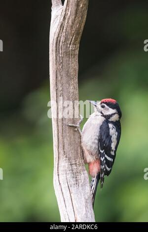 Greater Spotted Woodpecker (Dendrocopos Major) an einem Baumstamm, Surrey, Großbritannien Stockfoto