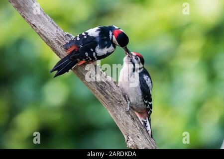 Liebevolle Mutter und Küken. Spechte in Surrey, Großbritannien Stockfoto