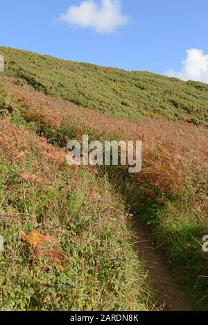 Küstenweg, der vom Strand Caswell Bay bei Mumbles auf der Halbinsel Gower in der Nähe von Swansea, Wales, Großbritannien führt Stockfoto