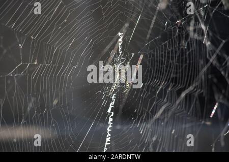 Nahaufnahme einer Spinne vom Typ Argiope trifasciata (die gebänderte Gartenkinne oder gebänderte Webspinne), während ihr Spinnennetz durch das Jenseits angezündet wird Stockfoto