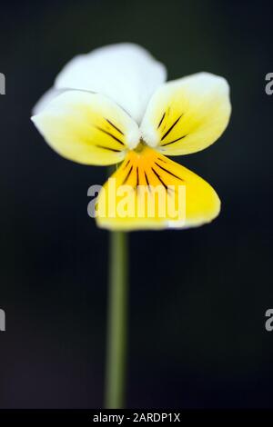 Nahaufnahme einer gelben Pansenblume im Garten. Stockfoto