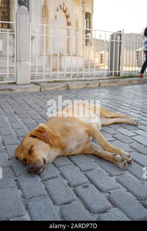 Streunender Hund schläft auf der Straße in Istanbul, Türkei Stockfoto