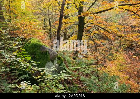 Herbstbäume und Laub in Laubenwäldern in Padley Gorge, Peak District, Derbyshire, England, Großbritannien Stockfoto