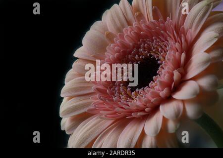 Ein fokussiertes Makro einer orangen Gerbera-Blume Stockfoto