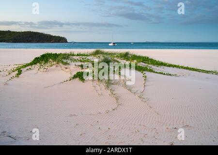 Küstengräser stabilisieren Sanddünen auf Great Keppel Island Queensland Stockfoto