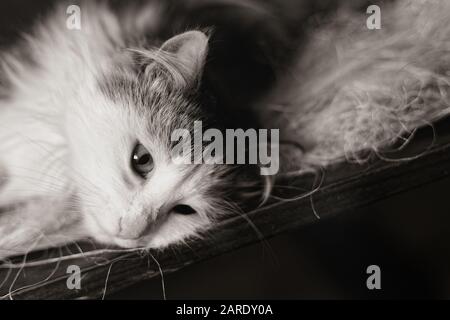 Hauskatze Nahaufnahme Portrait. Norwegische Waldkatze. Schwarz-weißes Katzentier. Selektiver Fokus. Stockfoto