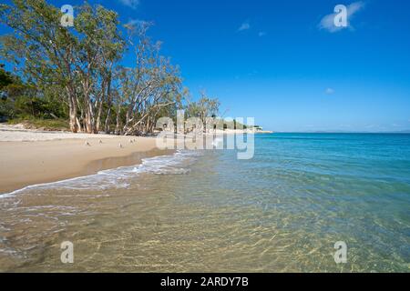 Klares Wasser und weißer Sand auf Putney Beach Great Keppel Island, Queensland Stockfoto