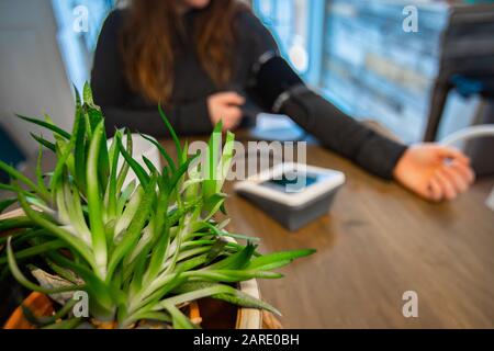 Ein selektiver Fokus im Arztbüro: Mit einer grünen Topfpflanze auf einem Holztisch als Schwangere wartet man auf Ergebnisse der Blutdruckmessung Stockfoto