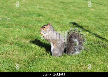 Graues Hörnchen (Sciurus carolinensis), Seitenansicht auf den Hinterbeinen. Stockfoto