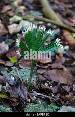 Ein winziger, sackender Spross aus den Blättern des Waldbodens, der seine weiß gespitzten Wedel in der Maya-Stadt Kohunlich, Mexiko, ausbreitet. Stockfoto