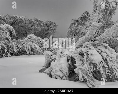 Starker Schneefall bei starkem Wind. Extrem schlechte Wetterbedingungen. Gefahr in den Bergen Stockfoto