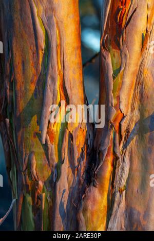 Lachs Gum (Eucalyptus salmonophloia) mit Rinde, Westonia, Westaustralien Stockfoto