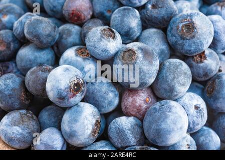 Eine extreme Nahaufnahme oder Makroaufnahme frischer Blaubeeren. Stockfoto