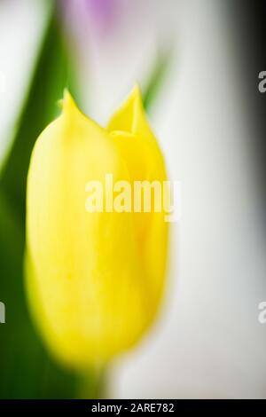 Vertikale Nahaufnahme eines niedlichen gelben Mohn Stockfoto