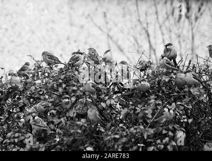 Nahaufnahme Graustufen Aufnahme von Vögeln, die an trockenen Pflanzen hängen Im Park Stockfoto