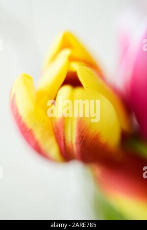 Vertikale Nahaufnahme selektive Aufnahme eines niedlichen Gelb und Rot mohnblume Stockfoto