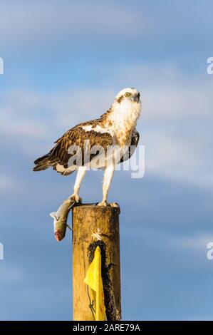 Die östliche Osprey der Frauen steht auf einem Pfosten, der ihr frisch gefangenes Mullet abfüttert. Stockfoto