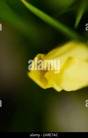 Vertikale Nahaufnahme eines niedlichen gelben Mohn Stockfoto