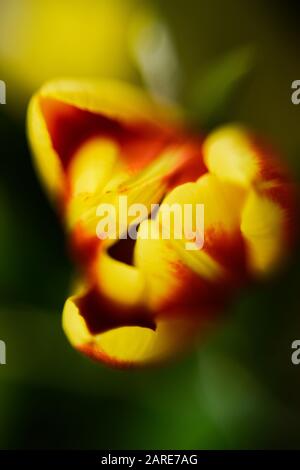 Vertikale Nahaufnahme selektive Aufnahme eines niedlichen Gelb und Rot mohnblume Stockfoto