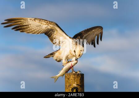 Die östliche Osprey der Frauen steht auf einem Pfosten, der ihr frisch gefangenes Mullet abfüttert. Stockfoto