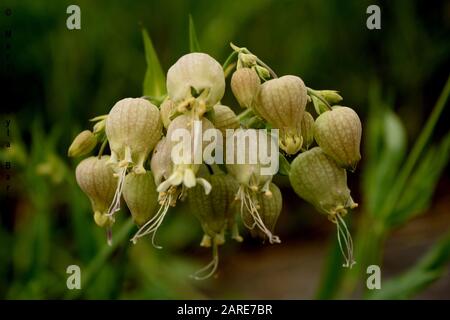 Nahaufnahme selektive Fokusaufnahme einer Fritillaria imperialis blühenden Pflanze Stockfoto