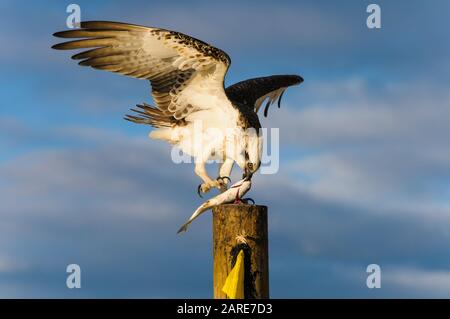 Die östliche Osprey der Frauen steht auf einem Pfosten, der ihr frisch gefangenes Mullet abfüttert. Stockfoto