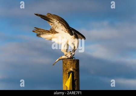 Die östliche Osprey der Frauen steht auf einem Pfosten, der ihr frisch gefangenes Mullet abfüttert. Stockfoto