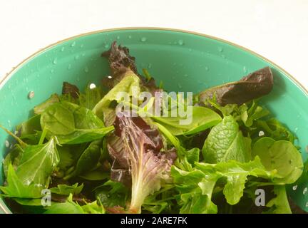 Frisch gespülte gemischte Grüns aus Spinat, argula, rotem Blattsalat für Salatabtropfen in Kolander Stockfoto