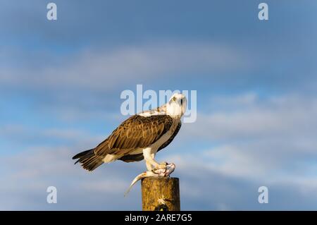 Die östliche Osprey der Frauen steht auf einem Pfosten, der ihr frisch gefangenes Mullet abfüttert. Stockfoto