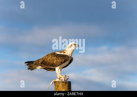 Die östliche Osprey der Frauen steht auf einem Pfosten, der ihr frisch gefangenes Mullet abfüttert. Stockfoto