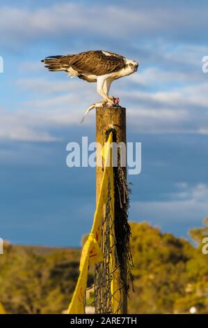 Die östliche Osprey der Frauen steht auf einem Pfosten, der ihr frisch gefangenes Mullet abfüttert. Stockfoto