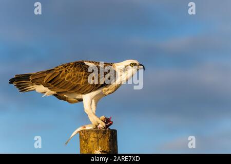 Die östliche Osprey der Frauen steht auf einem Pfosten, der ihr frisch gefangenes Mullet abfüttert. Stockfoto