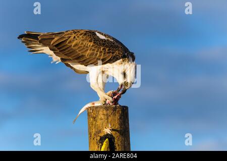 Die östliche Osprey der Frauen steht auf einem Pfosten, der ihr frisch gefangenes Mullet abfüttert. Stockfoto