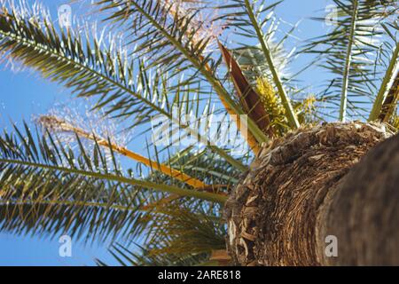 Low-Angle-Aufnahme einer Palme, die das klare berührt Himmel Stockfoto