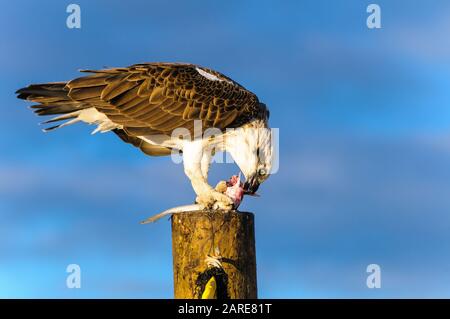 Die östliche Osprey der Frauen steht auf einem Pfosten, der ihr frisch gefangenes Mullet abfüttert. Stockfoto