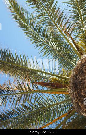 Vertikale Low-Angle-Aufnahme einer Palme, die den berührt Der Himmel ist klar Stockfoto