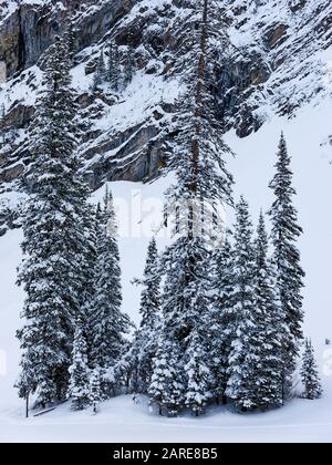 Eine Gruppe von Pinien, Die Im Frischen Schnee Bedeckt sind Stockfoto