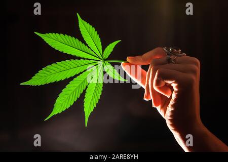 Nahaufnahme eines einzelnen Marihuana-Blattes, das von hinten beleuchtet wird. Topfblatt, das horizontal zwischen Daumen und Zeigefinger der ringbedeckten Frauenhand gehalten wird. Stockfoto