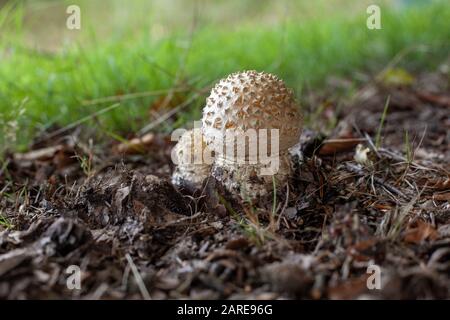 Nahaufnahme von Agaricus Pilzen umgeben von Ästen und Gras mit Ein verschwommener Hintergrund Stockfoto