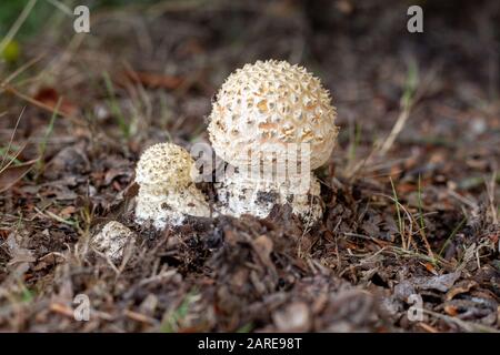 Nahaufnahme von Agaricus Pilzen umgeben von Ästen und Gras mit Ein verschwommener Hintergrund Stockfoto