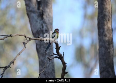 Crimson Rosella (Gelb-Rennen) Stockfoto