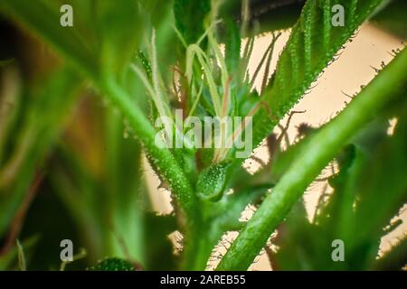 Extremes selektives Nahaufnahme einer hintergrundbeleuchteten Cannabisblume. Marihuana-Kristalle bedecken den Stamm mit jungen gesunden weißen Pistillen, die sprießen. Stockfoto