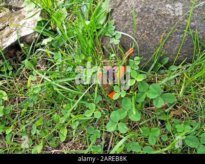 Mutinus caninus Hund stinkhorn Pilz Stockfoto