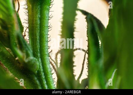 Extremer Nahbereich mit selektivem Fokus auf grüne Abschnitte einer Cannabispflanze. Es sind winzige Haare sichtbar, die die hintergrundbeleuchteten grünen Marihuanaschäfte abdecken. Stockfoto