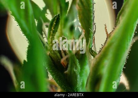 Extremes selektives Nahaufnahme einer hintergrundbeleuchteten Cannabisblume. Marihuana-Kristalle bedecken den Stamm und die Blätter mit weißen und brünstigen Pistillen, die sprießen. Stockfoto