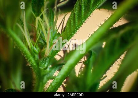 Extremer selektiver Fokus Nahaufnahme von Cannabisblumen. Marihuana-Kristalle decken den Stamm ab, aus dem Pistillen sprießen. Hintergrundbeleuchtung durch nicht fokussiert weißes Licht Stockfoto