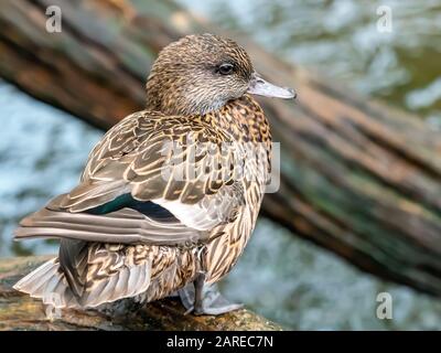 Brown Duckling Sitzt auf einem Log in der Nähe des Wassers. Stockfoto