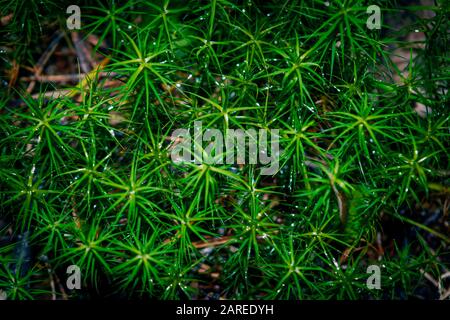 Moos-Polytrichum-Nahaufnahme, Sphagnum-frisches Moos, strukturierter grüner Moos-Teppich, grüne Kulisse. Stockfoto